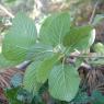 Viburnum lantana L. Adoxaceae - Viorne lantane