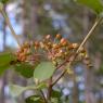 Viburnum lantana L. Adoxaceae - Viorne lantane