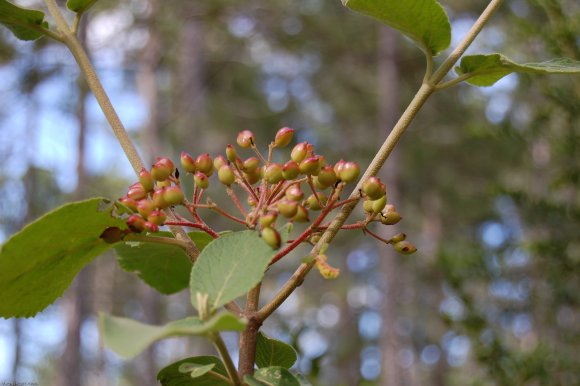 Viburnum lantana L. Adoxaceae - Viorne lantane