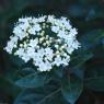 Viburnum tinus L. Adoxaceae  - Laurier-tin