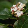 Viburnum tinus L. Adoxaceae  - Laurier-tin