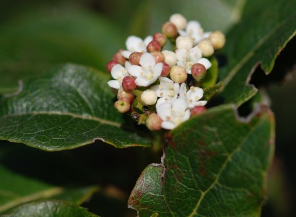 Viburnum tinus L. Adoxaceae  - Laurier-tin