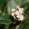 Viburnum tinus L. Adoxaceae  - Laurier-tin