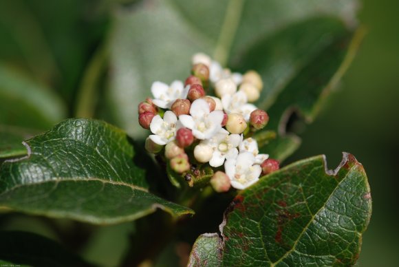 Viburnum tinus L. Adoxaceae  - Laurier-tin