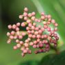 Viburnum tinus L. Adoxaceae  - Laurier-tin