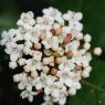 Viburnum tinus L. Adoxaceae  - Laurier-tin