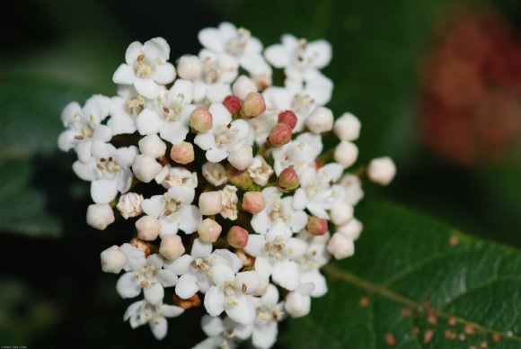 Viburnum tinus L. Adoxaceae  - Laurier-tin