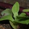 Aizoaceae