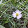 Baldellia ranunculoides (L.) Parl. Alismataceae Alisma fausse re