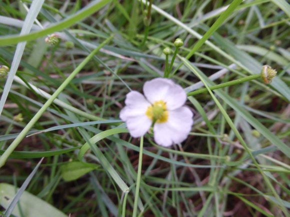 Baldellia ranunculoides (L.) Parl. Alismataceae Alisma fausse re