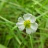 Baldellia ranunculoides (L.) Parl. Alismataceae Alisma fausse re