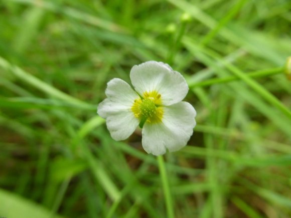 Baldellia ranunculoides (L.) Parl. Alismataceae Alisma fausse re