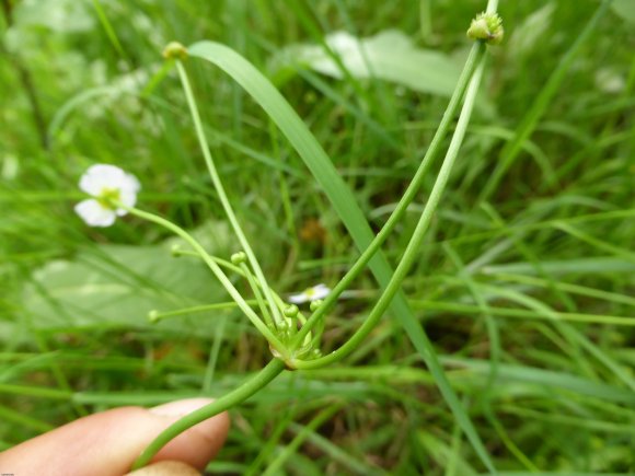 Baldellia ranunculoides (L.) Parl. Alismataceae Alisma fausse re