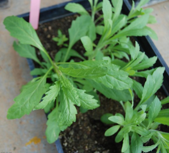 Dysphania ambrosioides (L.) Mosyakin & Clemants Amaranthaceae- T