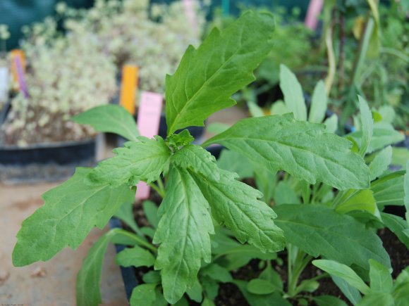 Dysphania ambrosioides (L.) Mosyakin & Clemants Amaranthaceae- T