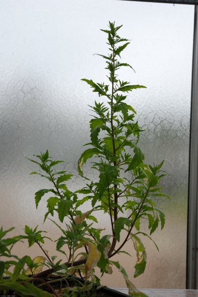 Dysphania ambrosioides (L.) Mosyakin & Clemants Amaranthaceae- T