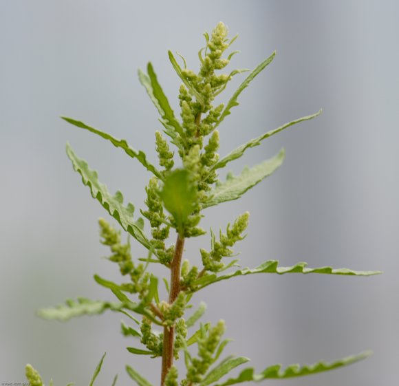 Dysphania ambrosioides (L.) Mosyakin & Clemants Amaranthaceae- T