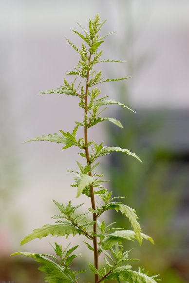 Dysphania ambrosioides (L.) Mosyakin & Clemants Amaranthaceae- T