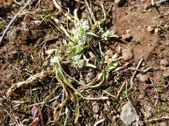 Allium chamaemoly L. Alliaceae-Ail petit Moly