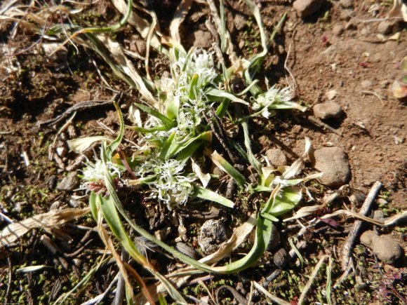 Allium chamaemoly L. Alliaceae-Ail petit Moly