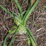 Allium chamaemoly L. Alliaceae-Ail petit Moly