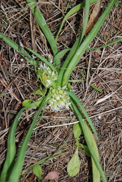 Allium chamaemoly L. Alliaceae-Ail petit Moly