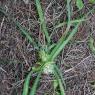 Allium chamaemoly L. Alliaceae-Ail petit Moly