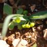 Allium chamaemoly L. Alliaceae-Ail petit Moly