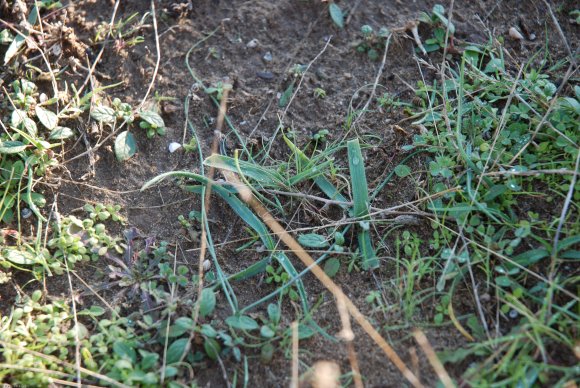 Allium chamaemoly L. Alliaceae-Ail petit Moly