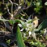 Allium chamaemoly L. Alliaceae-Ail petit Moly