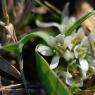 Allium chamaemoly L. Alliaceae-Ail petit Moly