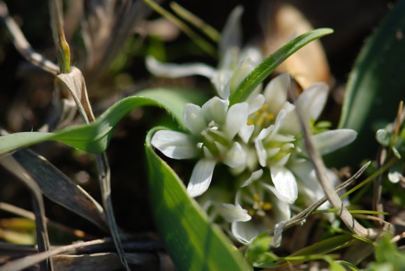 Allium chamaemoly L. Alliaceae-Ail petit Moly