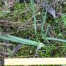 Allium chamaemoly L. Alliaceae - Ail petit Moly