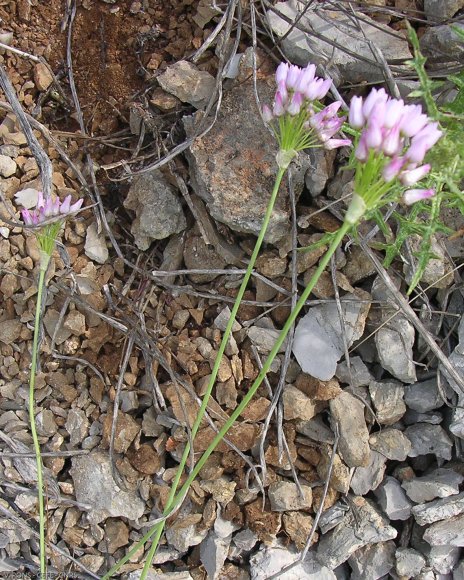 Allium roseum L. Alliaceae - Ail rose.