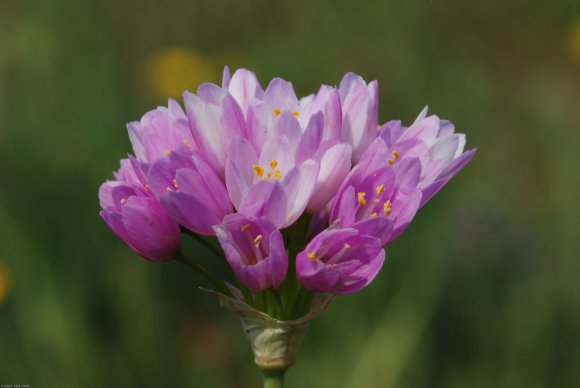 Allium roseum L. Alliaceae - Ail rose.