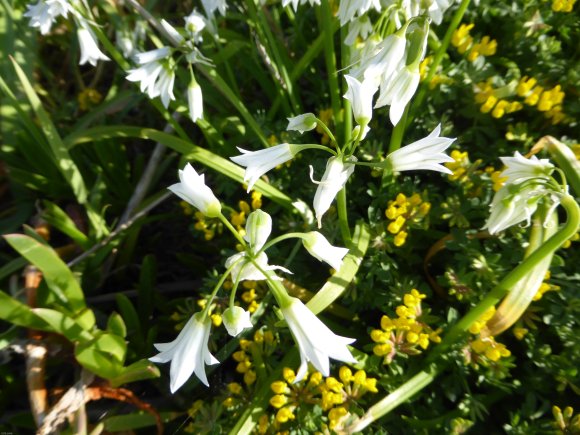 Allium triquetrum L. Amaryllidaceae Ail à tige triquètre