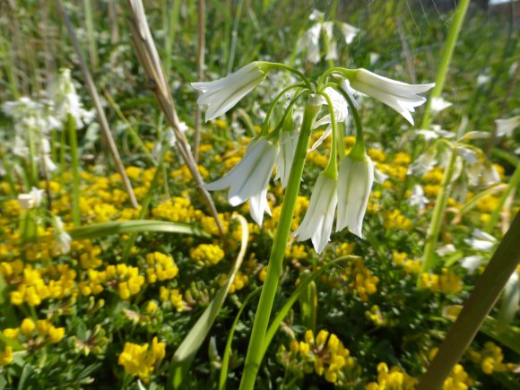 Allium triquetrum L. Amaryllidaceae Ail à tige triquètre