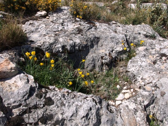 Narcissus assoanus