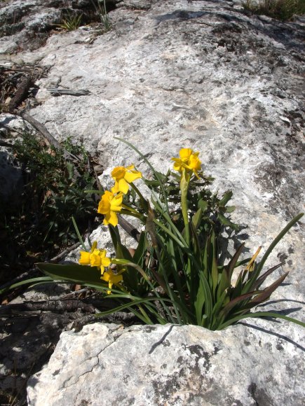 Narcissus assoanus