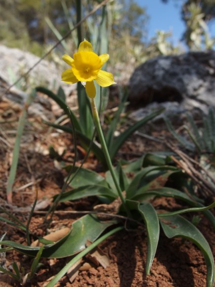 Narcissus assoanus