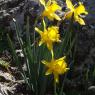 Narcissus bugei (Fern.Casas) Fern.Casas Amaryllidaceae