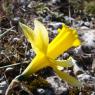 Narcissus bugei (Fern.Casas) Fern.Casas Amaryllidaceae