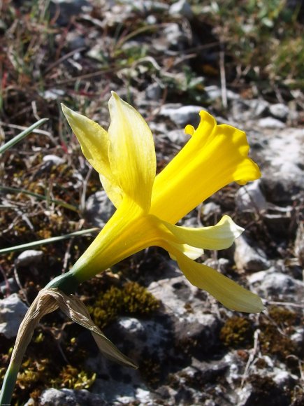 Narcissus bugei (Fern.Casas) Fern.Casas Amaryllidaceae