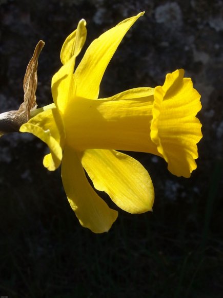 Narcissus bugei (Fern.Casas) Fern.Casas Amaryllidaceae