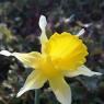 Narcissus bugei (Fern.Casas) Fern.Casas Amaryllidaceae