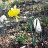 Narcissus bugei (Fern.Casas) Fern.Casas Amaryllidaceae