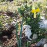 Narcissus bugei (Fern.Casas) Fern.Casas Amaryllidaceae