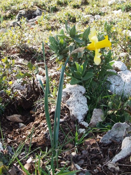 Narcissus bugei (Fern.Casas) Fern.Casas Amaryllidaceae