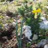 Narcissus bugei (Fern.Casas) Fern.Casas Amaryllidaceae