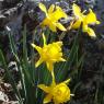 Narcissus bugei (Fern.Casas) Fern.Casas Amaryllidaceae